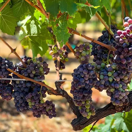 La Vigna Carovigno