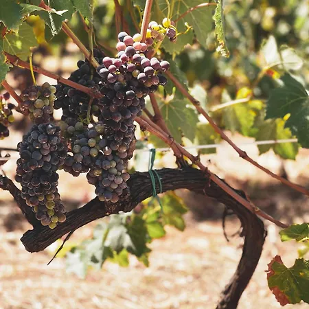 La Vigna