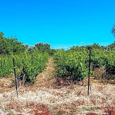 La Vigna 4*